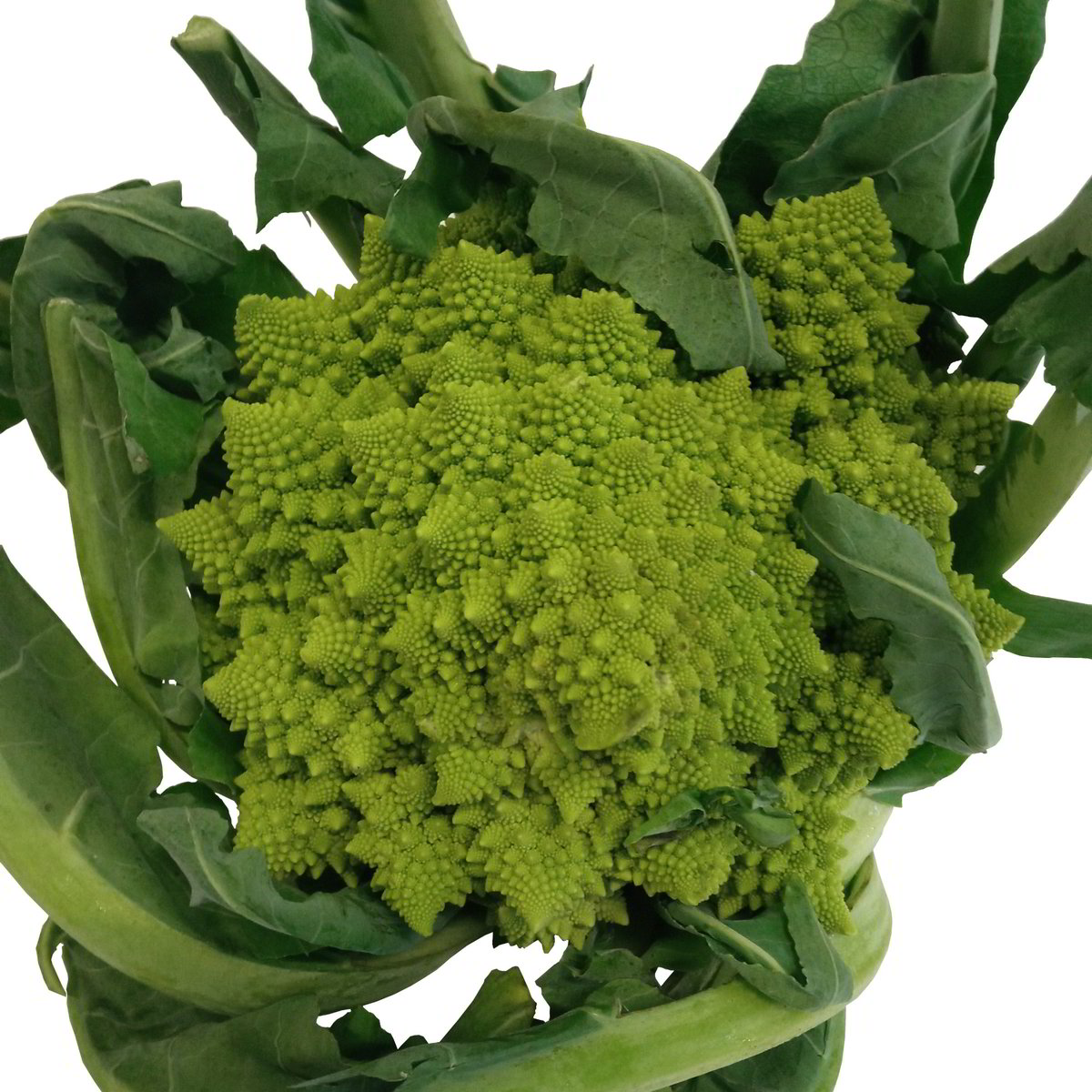 CAVOLO ROMANESCO KG.1 CIRCA secondo Iper Tosano