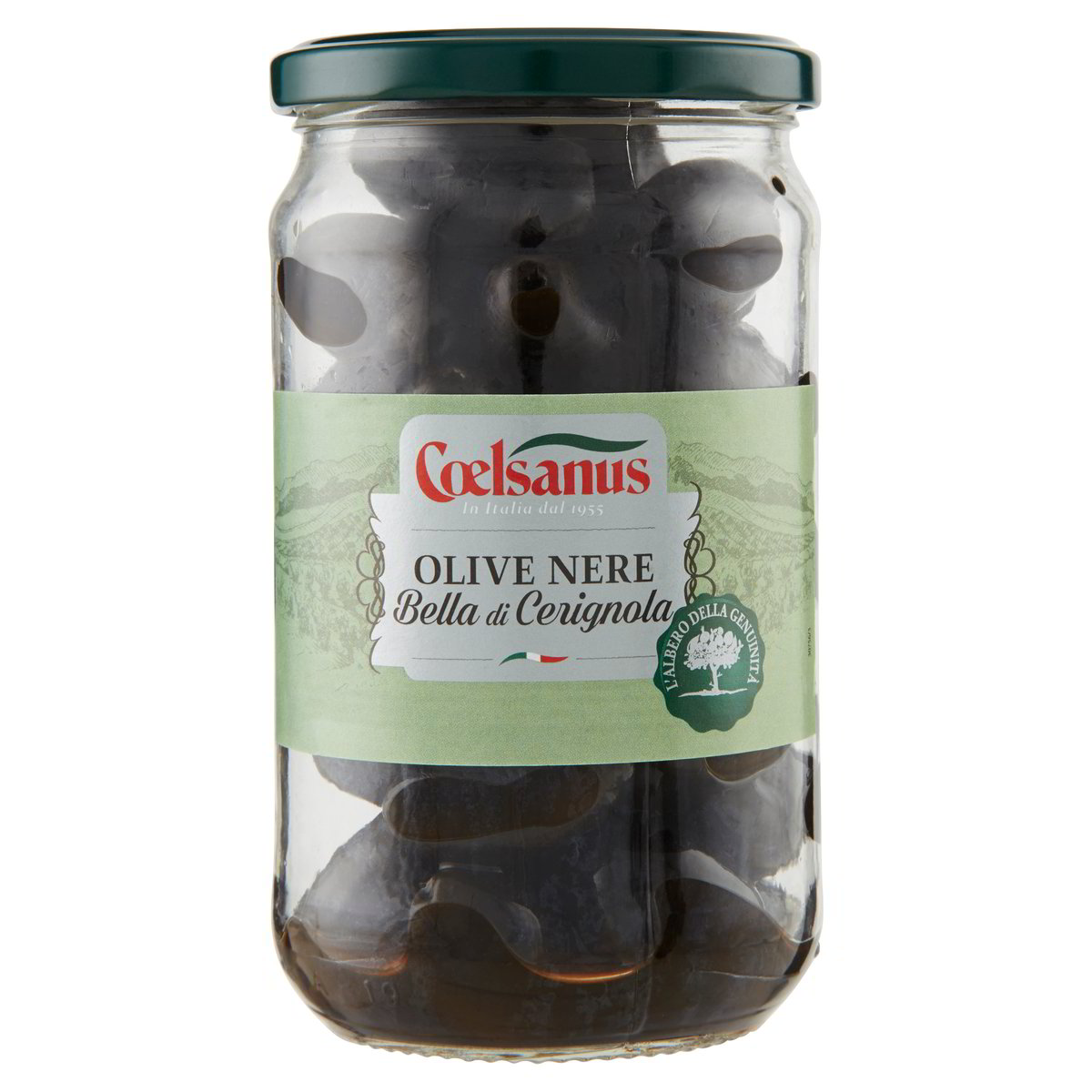 OLIVE NERE BELLACERIGNOLA COELSANUS ML.580 secondo Iper Tosano